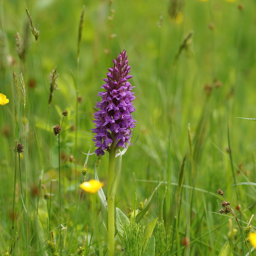 Englanninkämmekkä - Dactylorhiza praetermissa