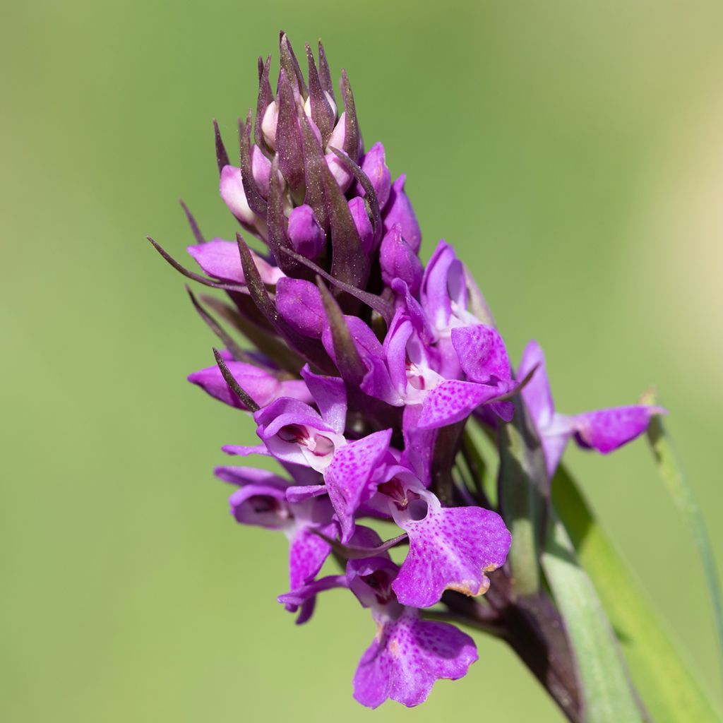 Englanninkämmekkä - Dactylorhiza praetermissa