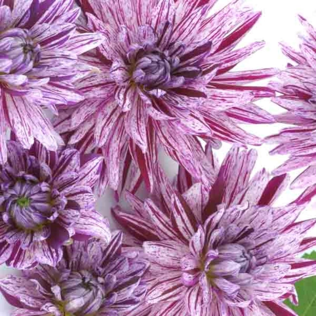 Kaktusdaalia Blackberry Ripple