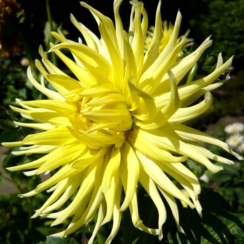 Kaktusdaalia Kennemerland