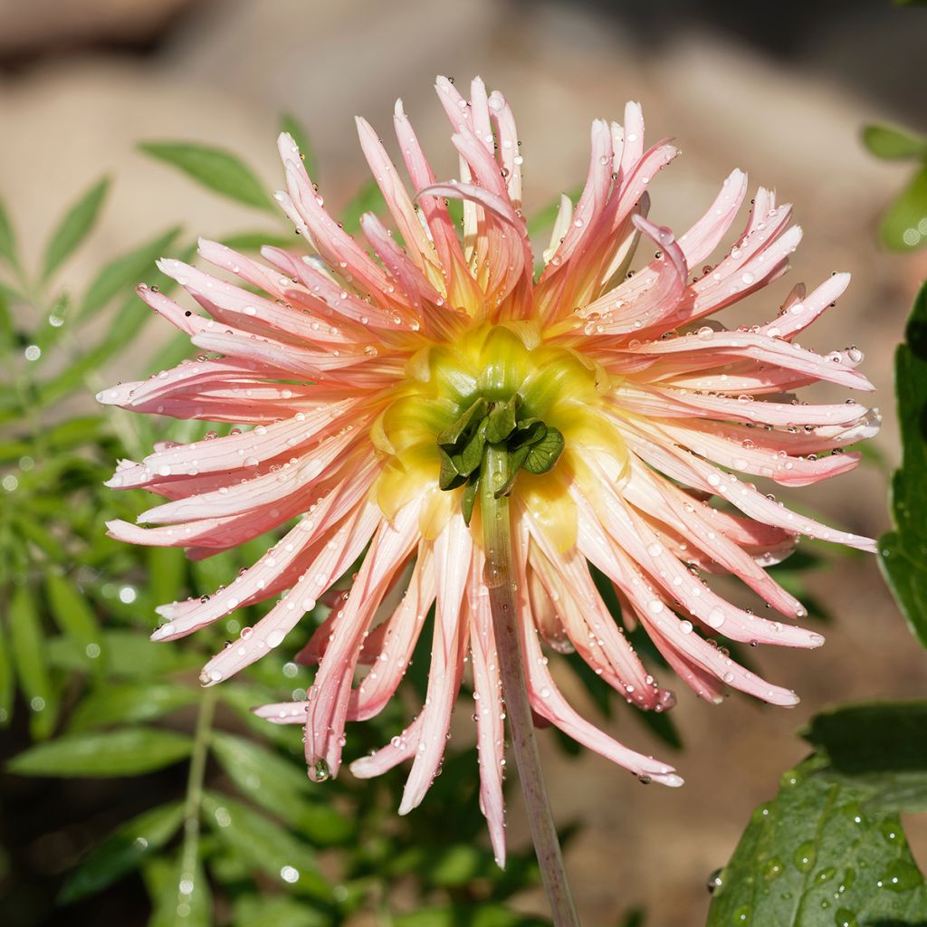 Kaktusdaalia Star's Lady