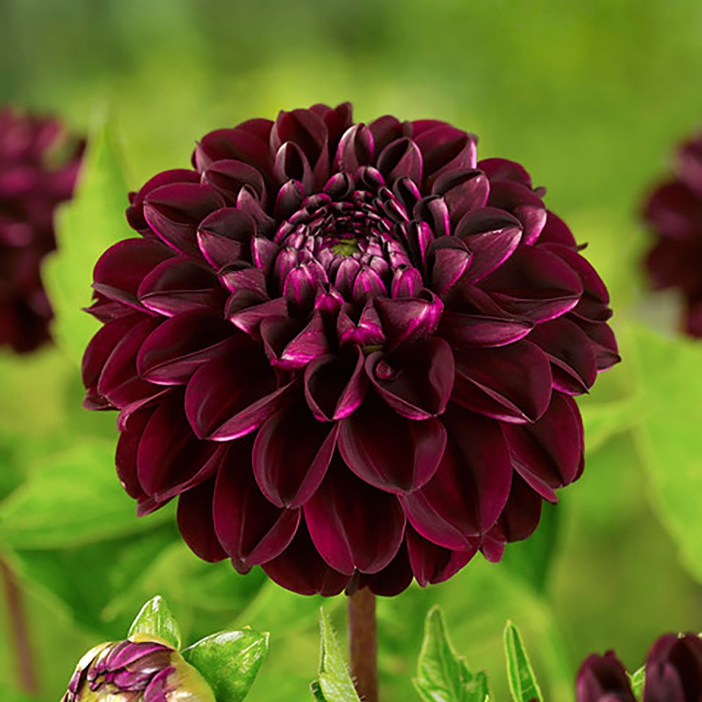 Pallodaalia Dark Spirit