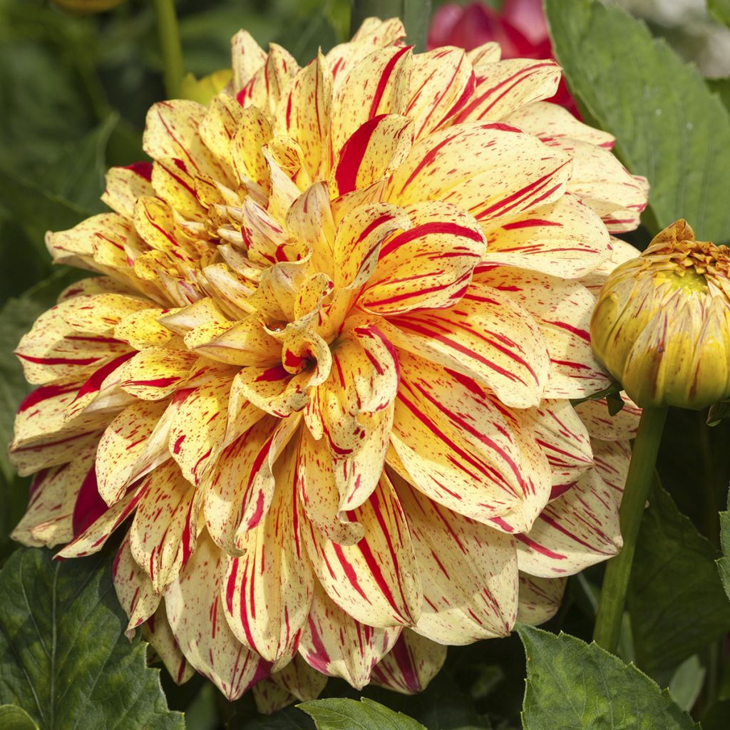 Koristedaalia Connels Gloriosa