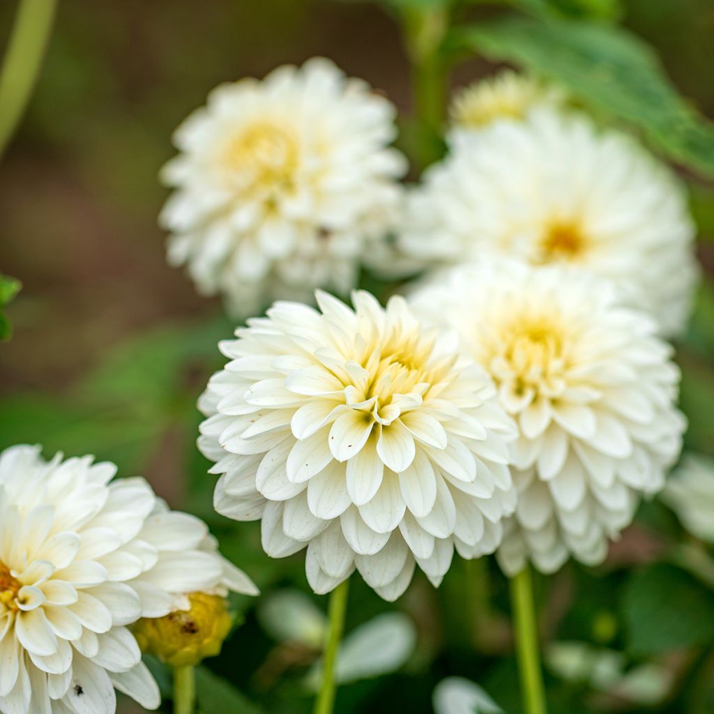 Kameliadaalia White Onesta