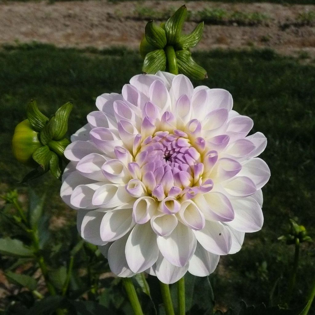 Koristedaalia Evelyne