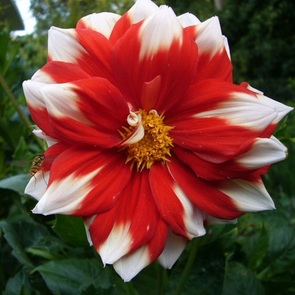 Maisemadaalia Fire and Ice