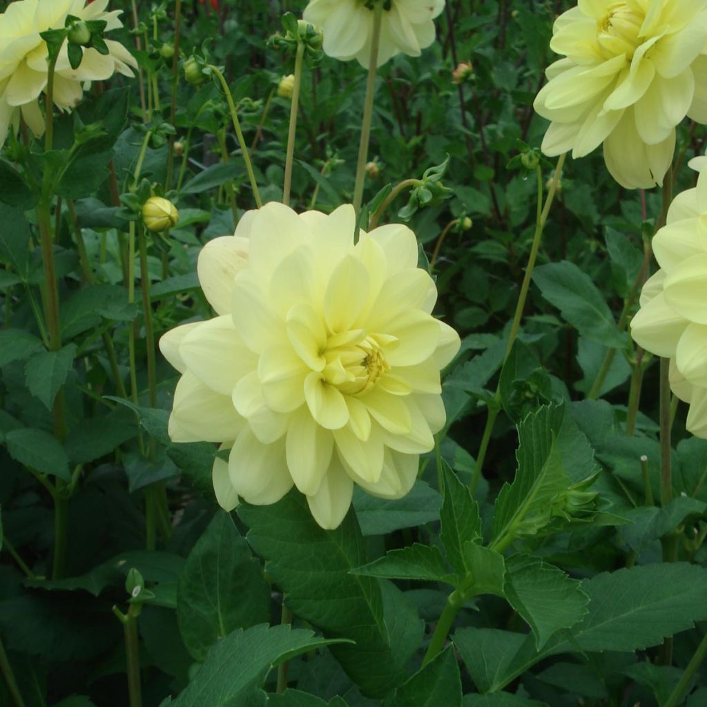 Kameliadaalia Glory of Heemstede