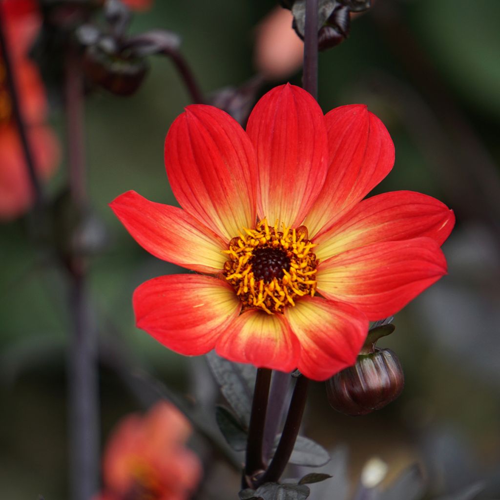 Yksinkertainen daalia Happy Single Flame