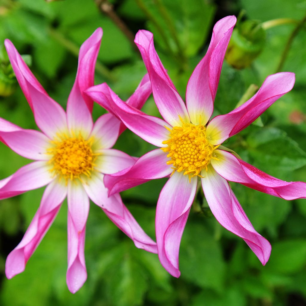 Honka-daalia Pink