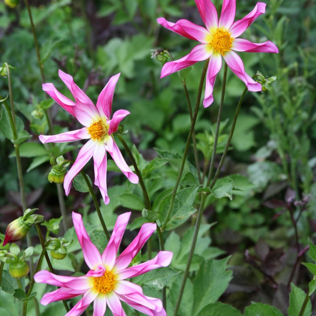 Honka-daalia Pink