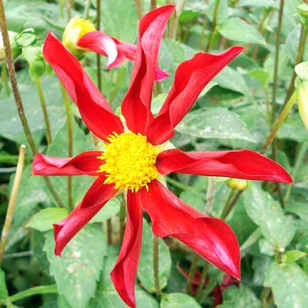 Honka-daalia Red