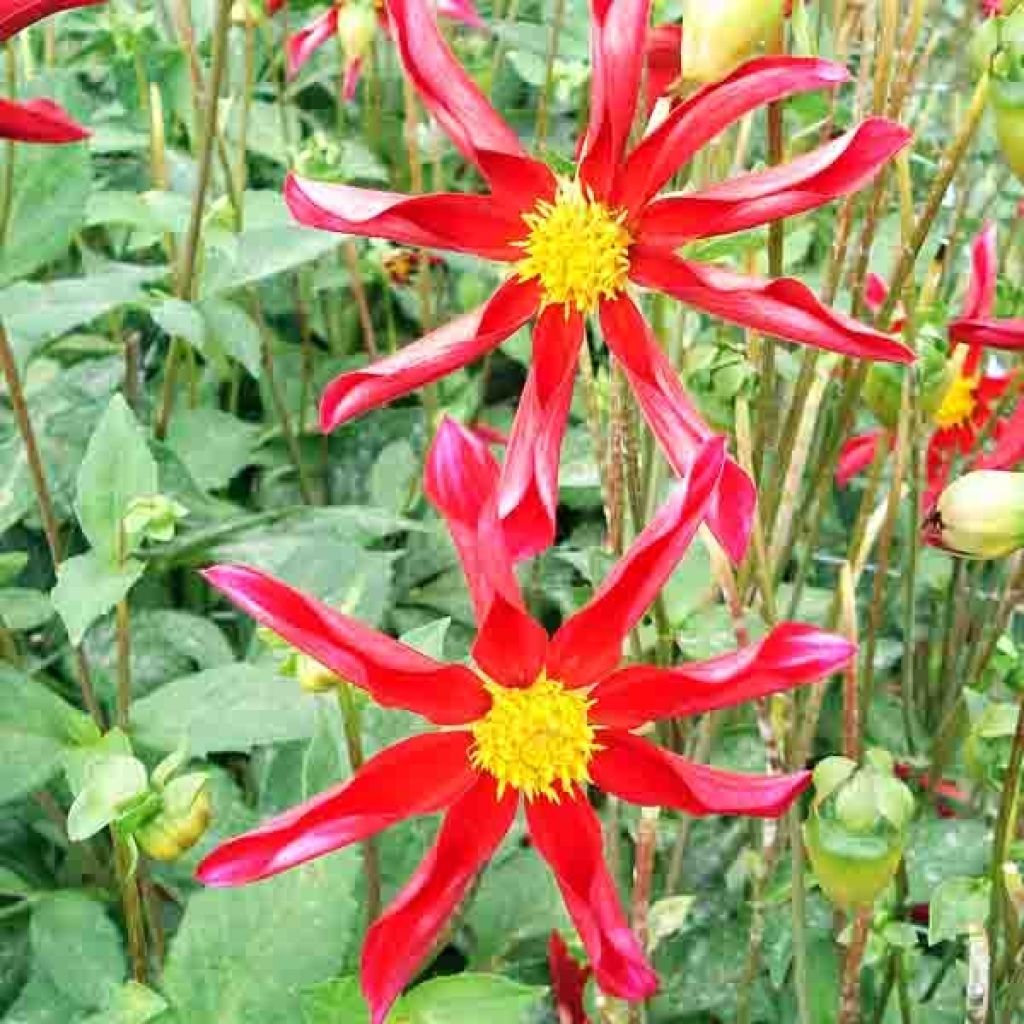 Honka-daalia Red