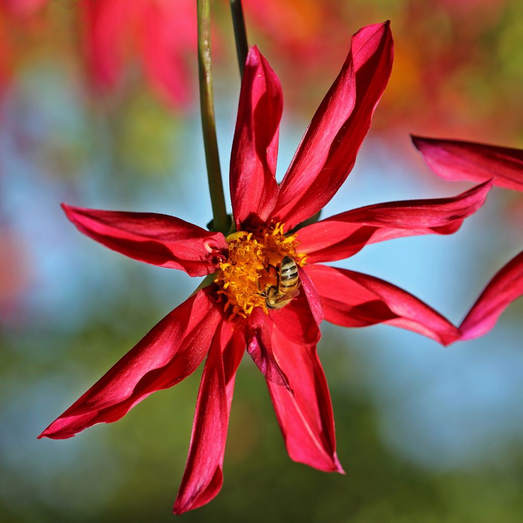 Honka-daalia Red