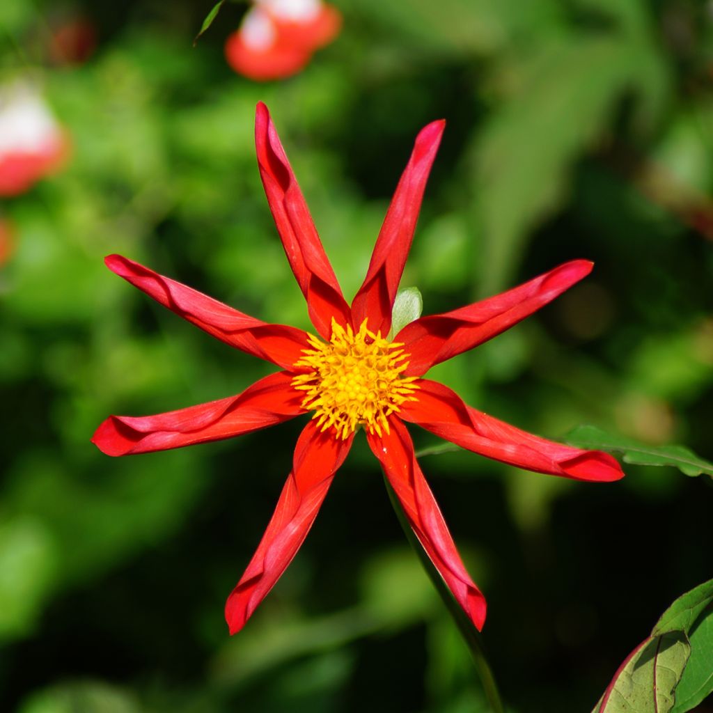 Honka-daalia Red