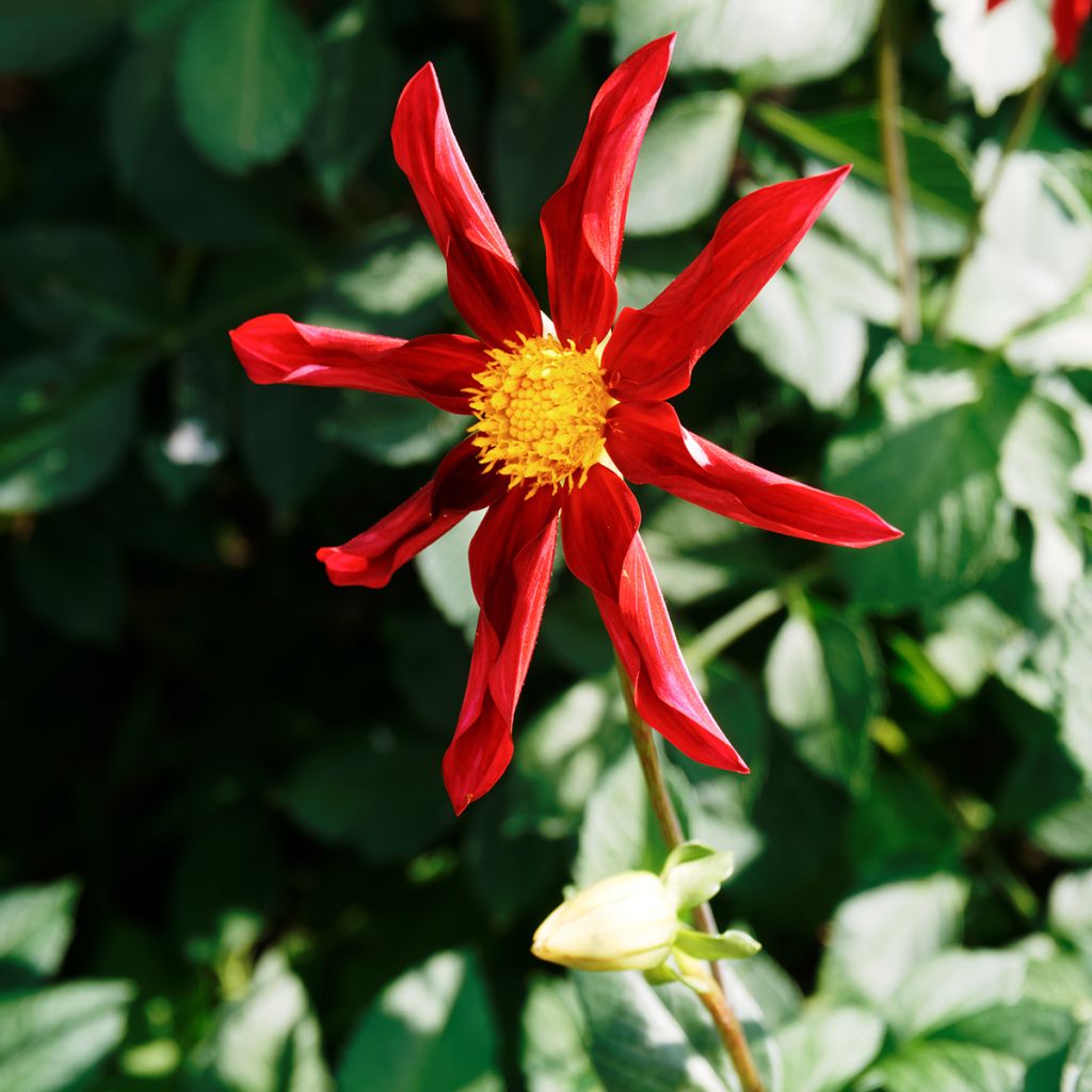 Honka-daalia Red