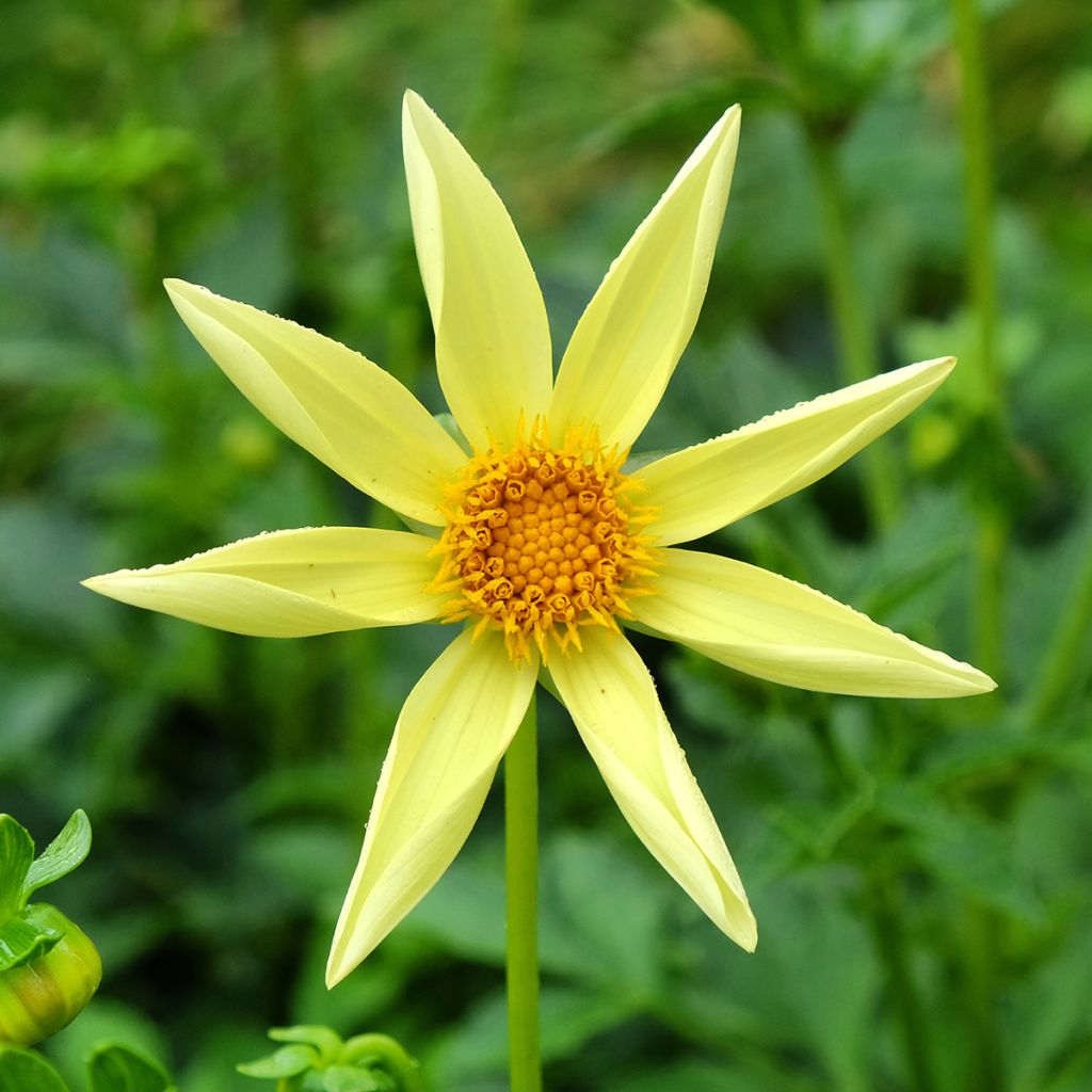 Honka-daalia Yellow