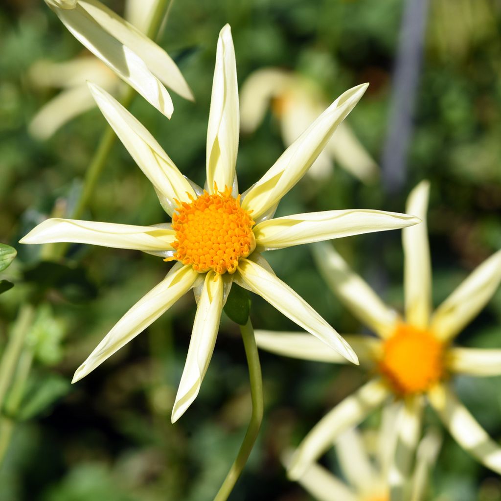 Honka-daalia Yellow