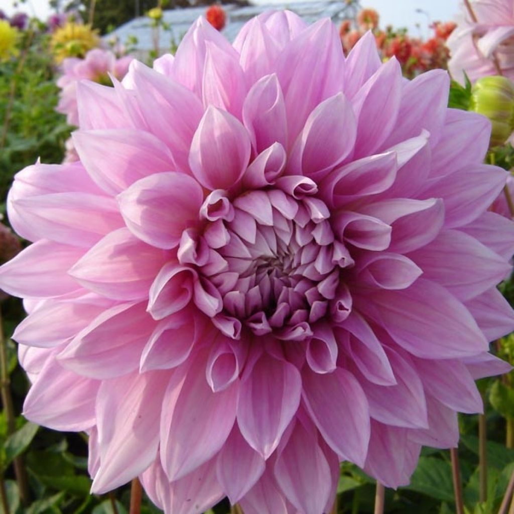 Jättidaalia Lavender Perfection