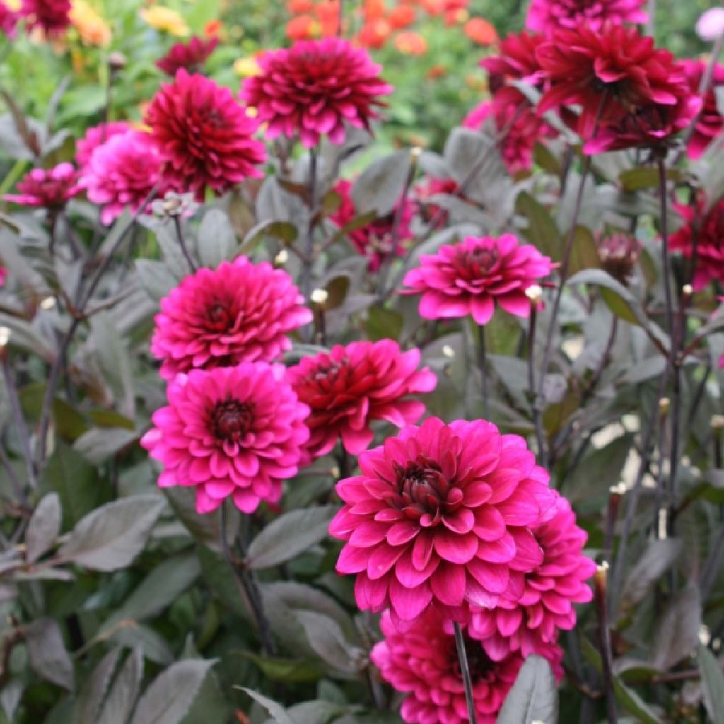 Koristedaalia Purple Flame