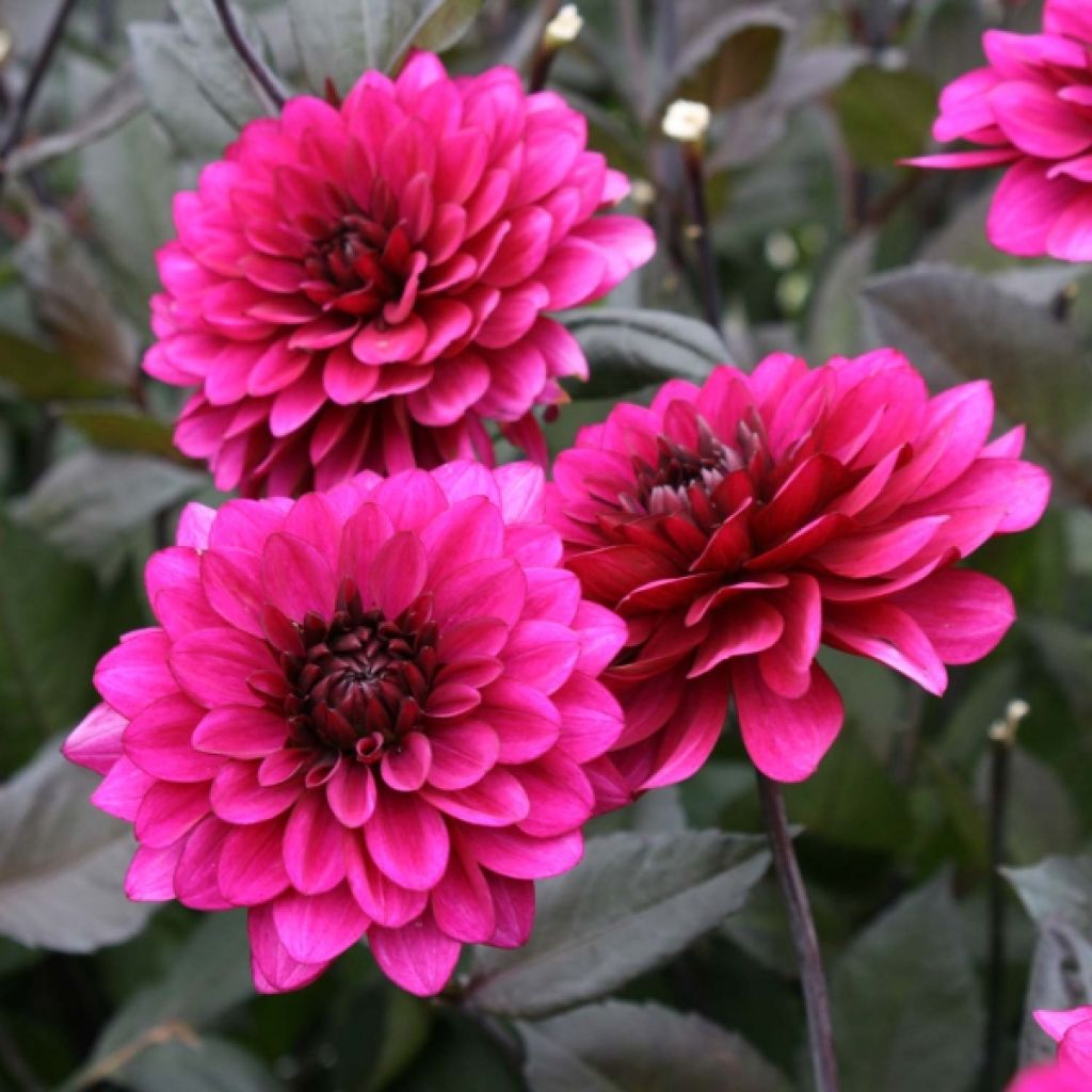 Koristedaalia Purple Flame