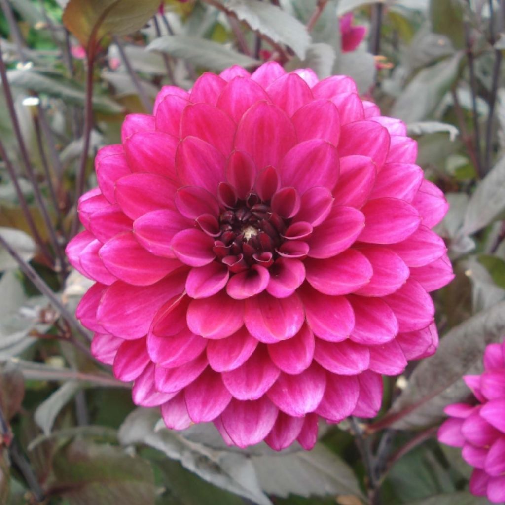 Koristedaalia Purple Flame