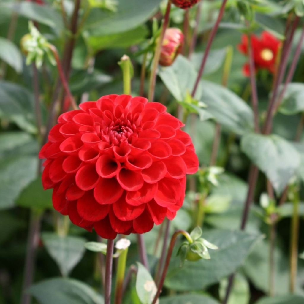 Pallodaalia Dahlia Red Fox