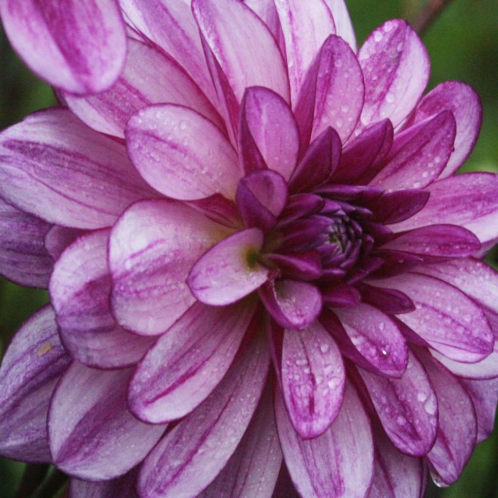 Kameliadaalia Seduction