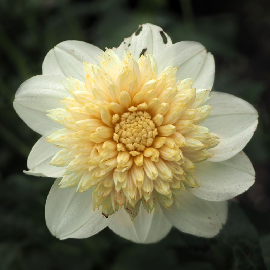 Vuokkodaalia Platinum Blonde