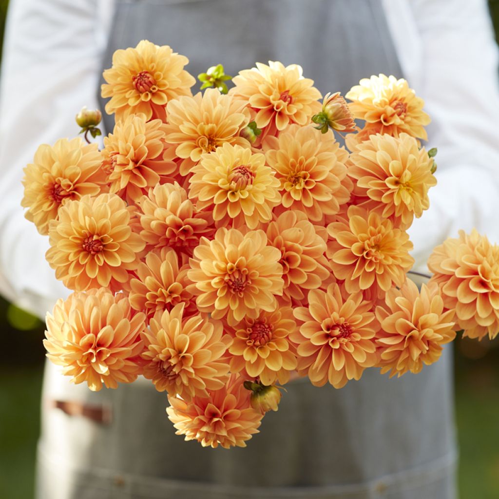 Pallodaalia Bazuin Bright Orange