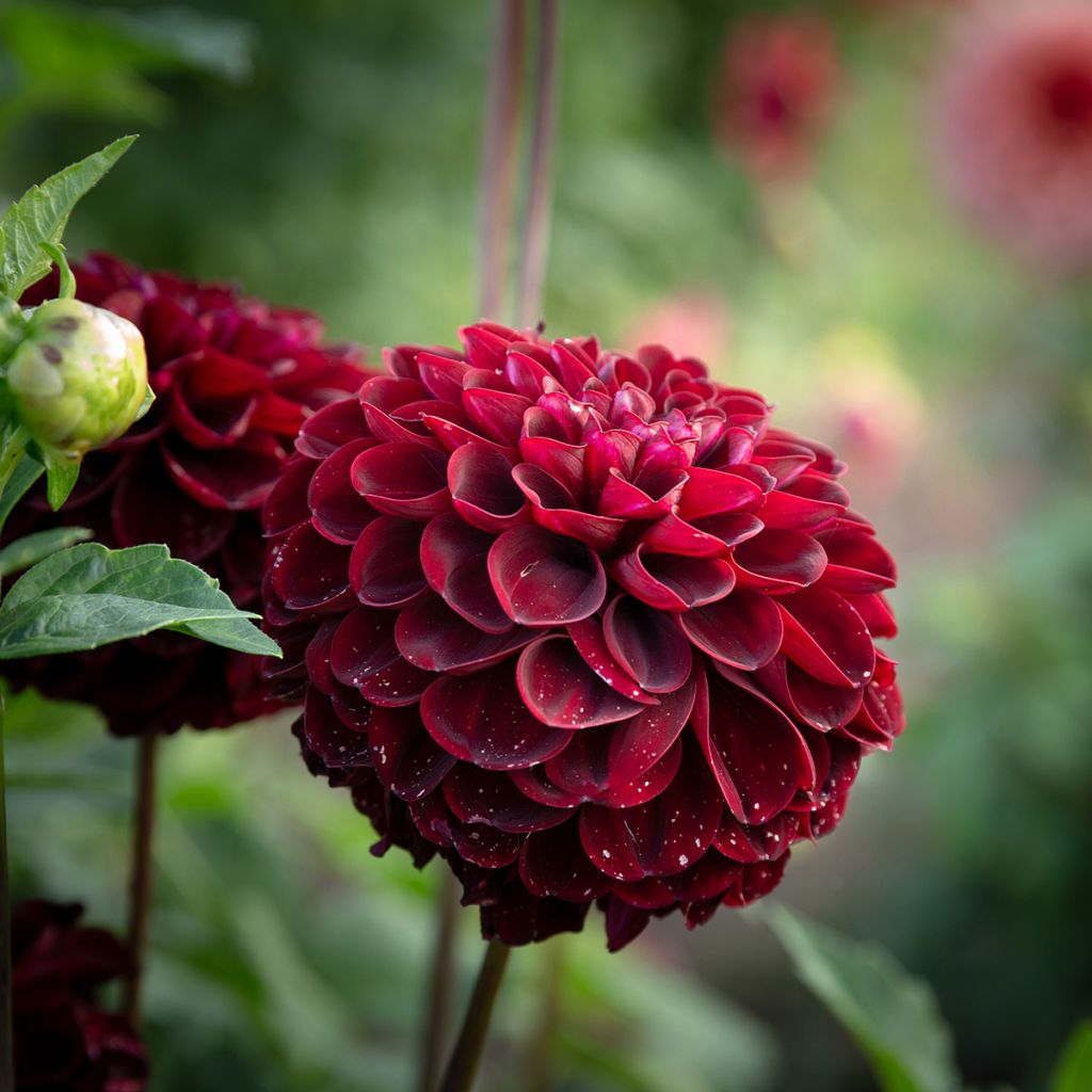 Pallodaalia Dark Spirit