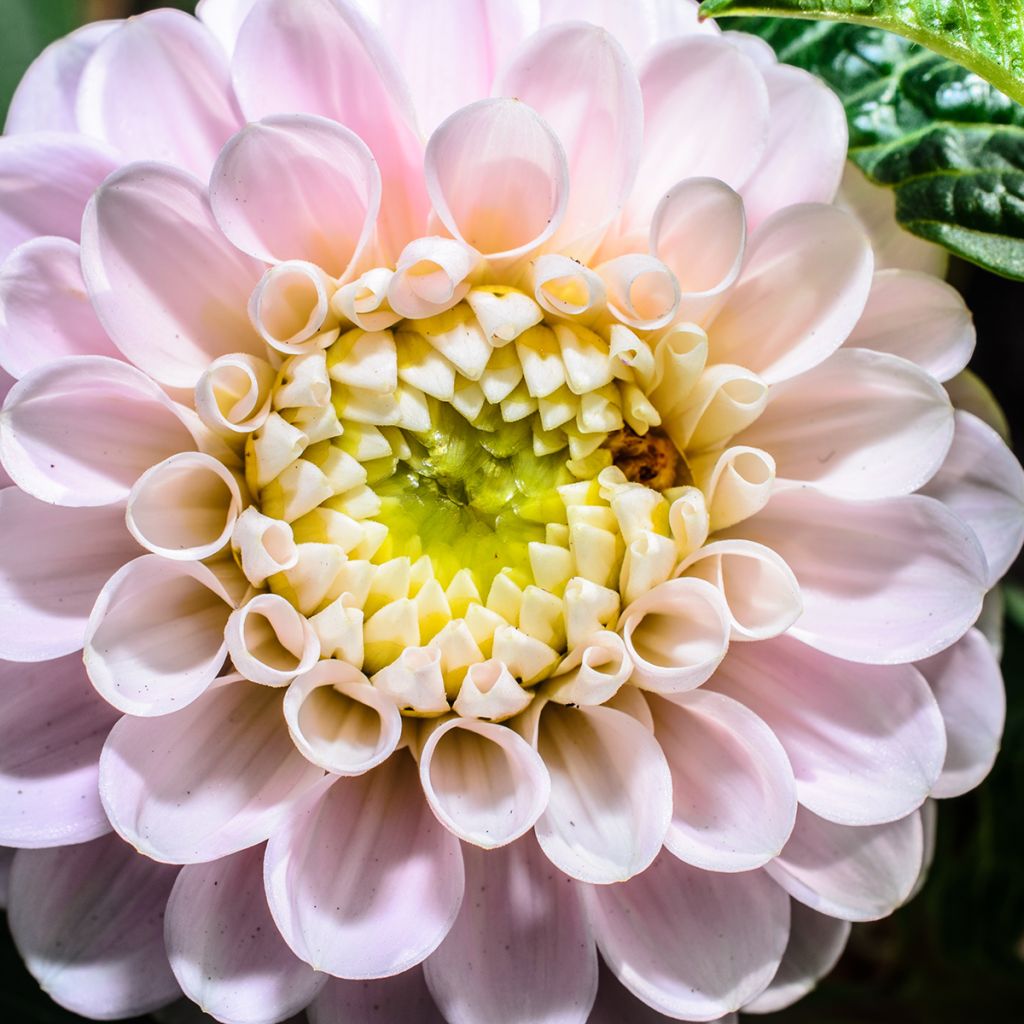 Pallodaalia Pink Pearl