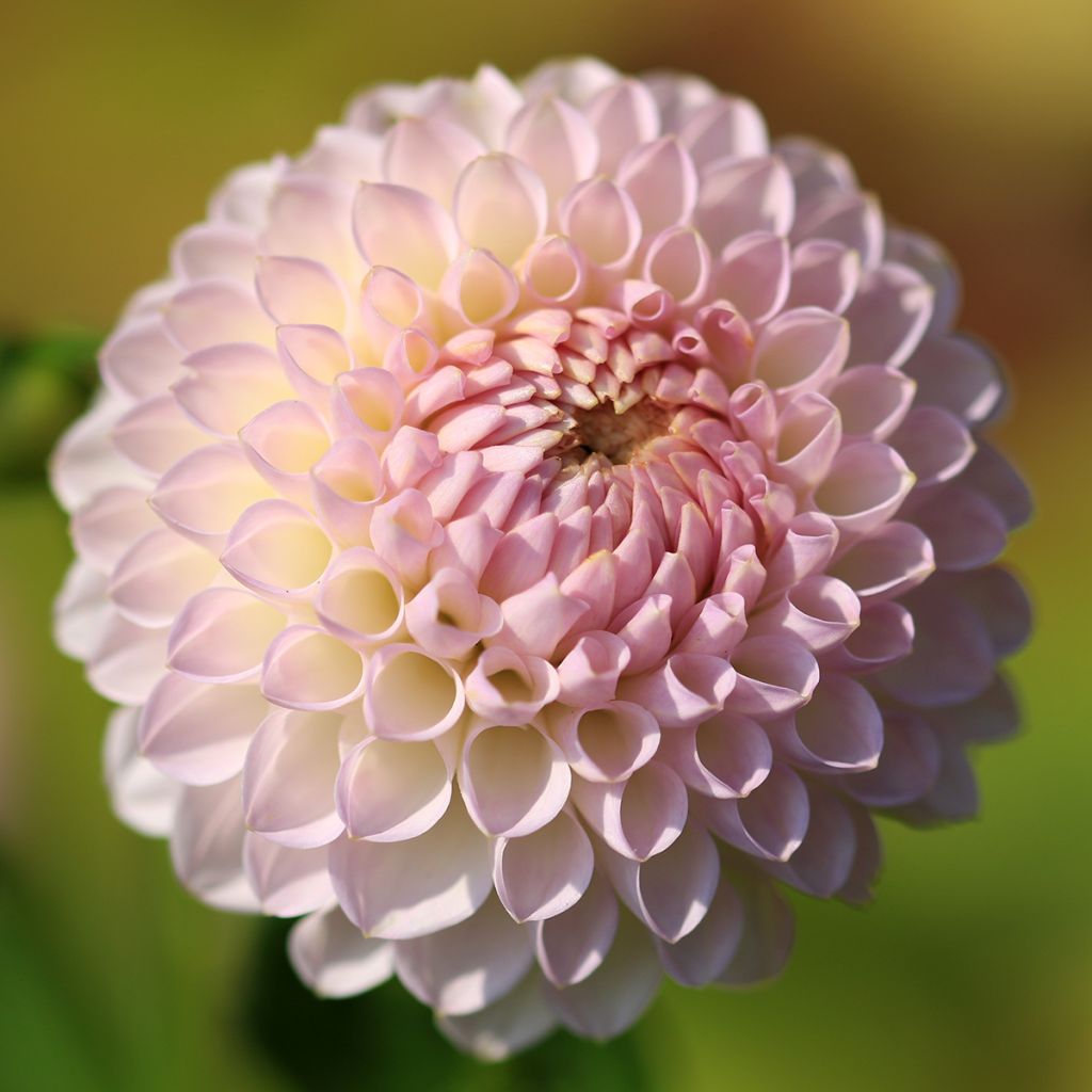Pallodaalia Pink Pearl