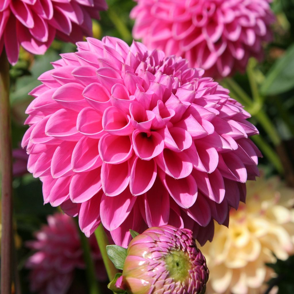 Pallodaalia Pink Sylvia