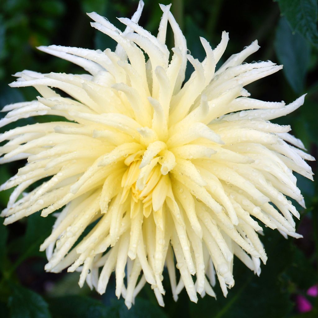 Kaktusdaalia Gryson s Yellow Spider