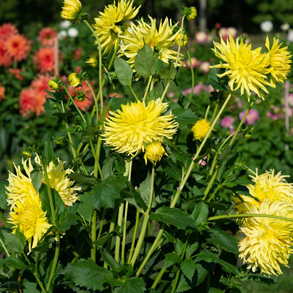 Kaktusdaalia Kennemerland