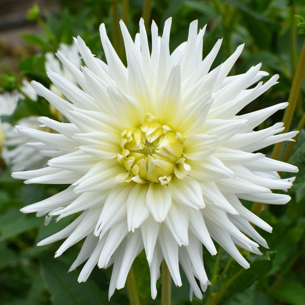 Kaktusdaalia My Love