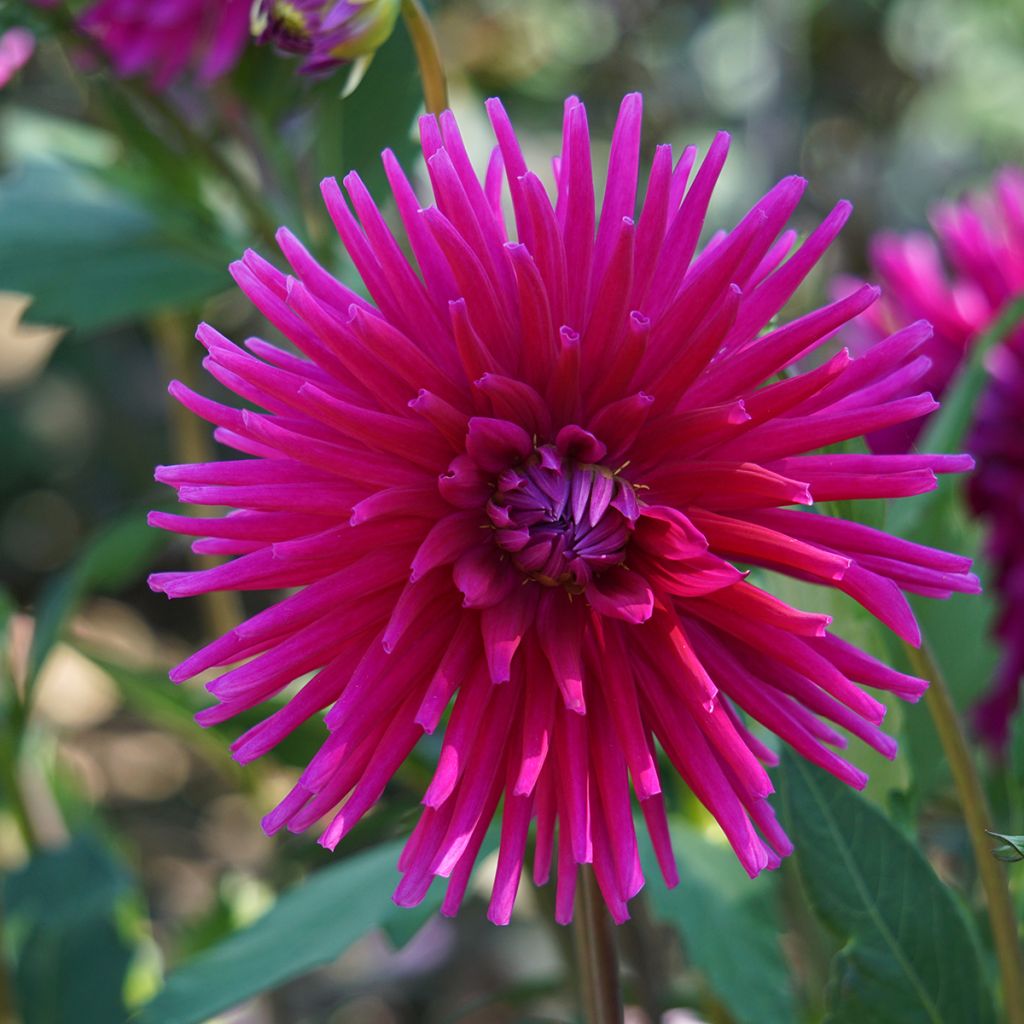 Kaktusdaalia Orfeo