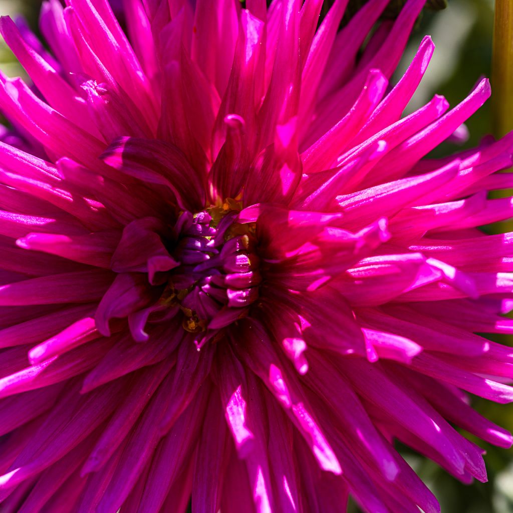 Kaktusdaalia Orfeo