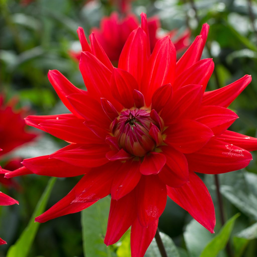 Kaktusdaalia Red Majorette