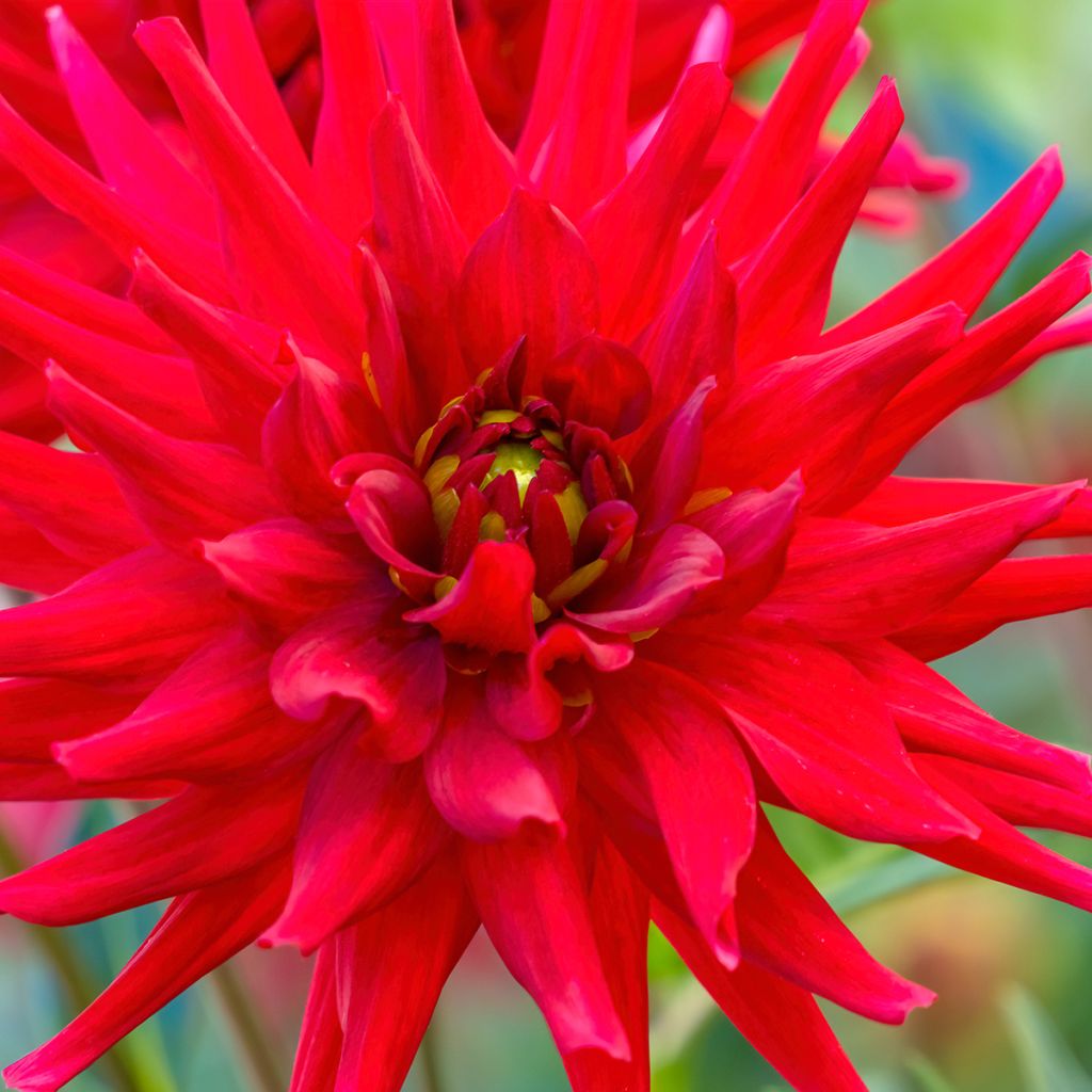 Kaktusdaalia Red Majorette