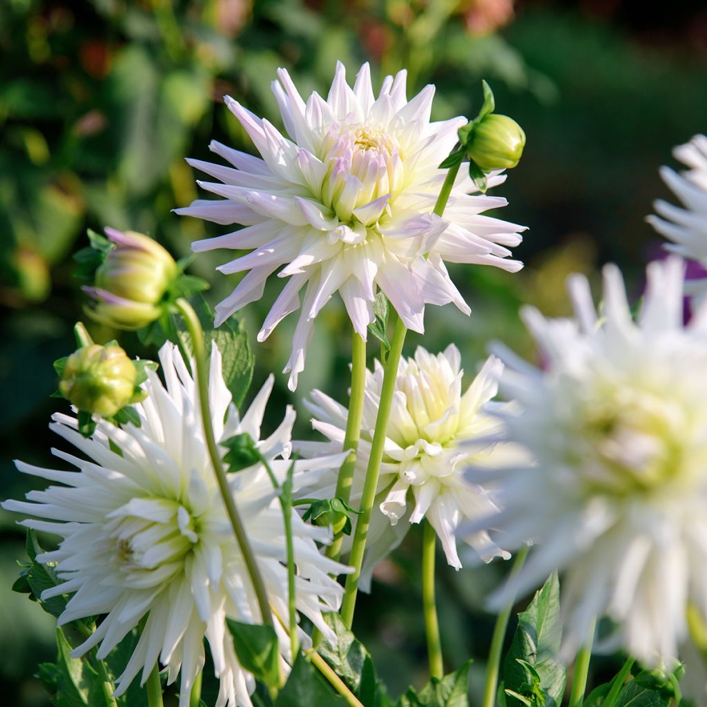 Kaktusdaalia Shooting Star