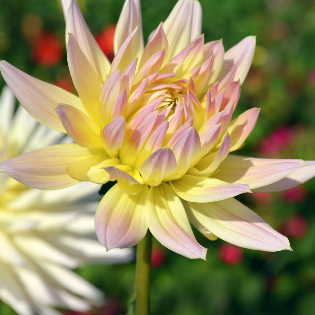 Kaktusdaalia Shooting Star
