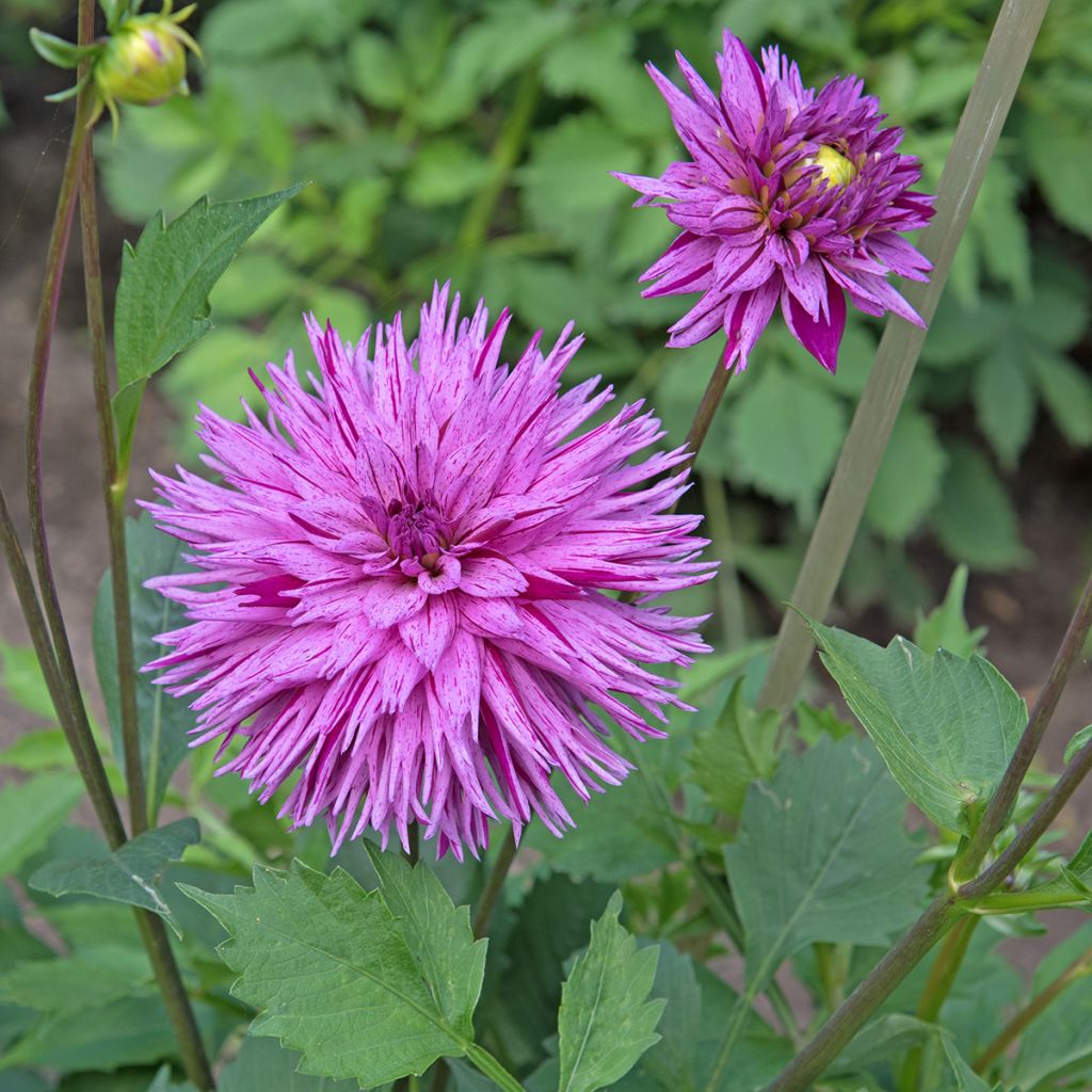 Kaktusdaalia Striped Ambition