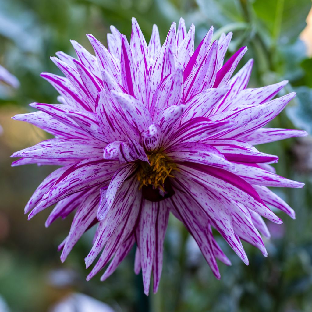 Kaktusdaalia Striped Ambition