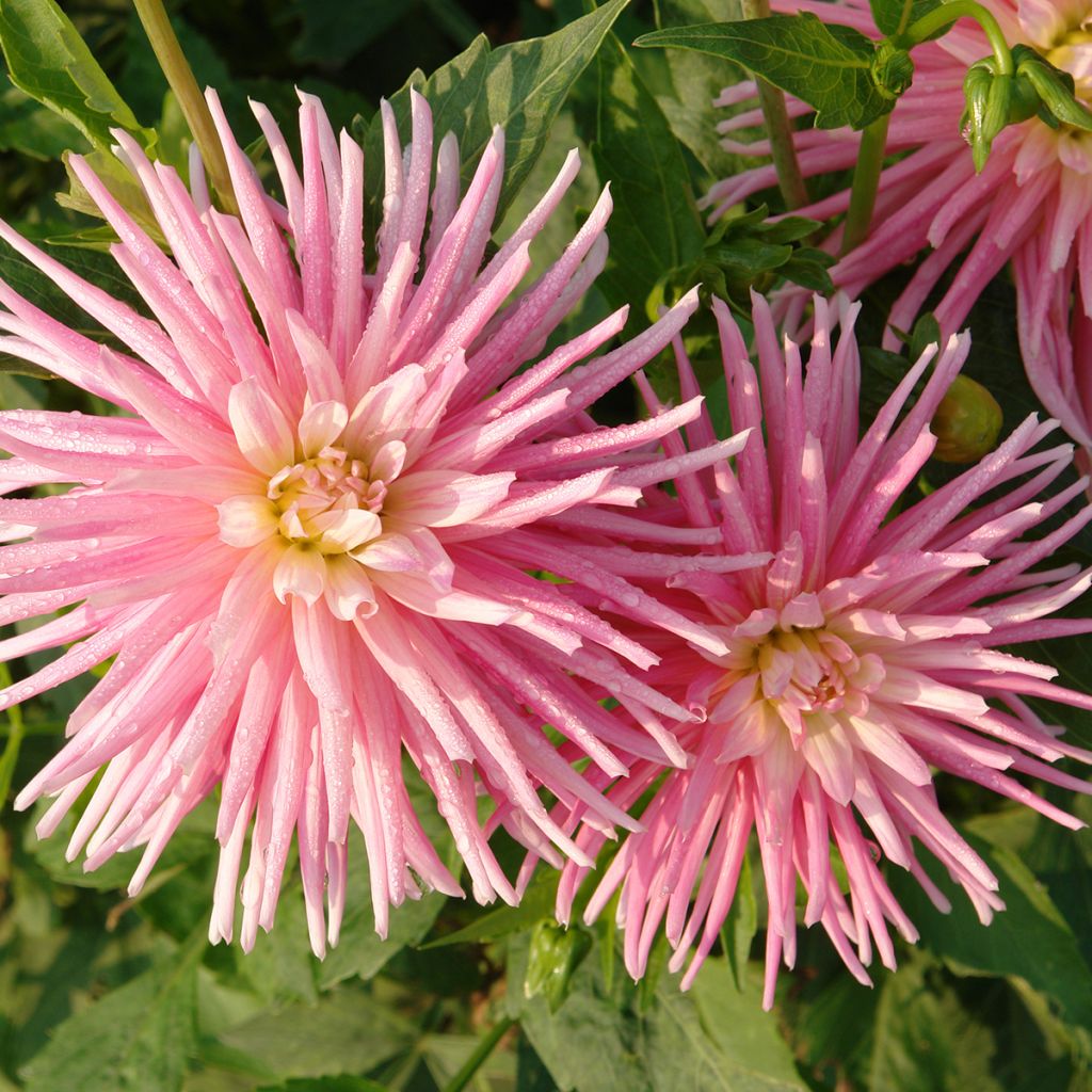 Kaktusdaalia Park Princess