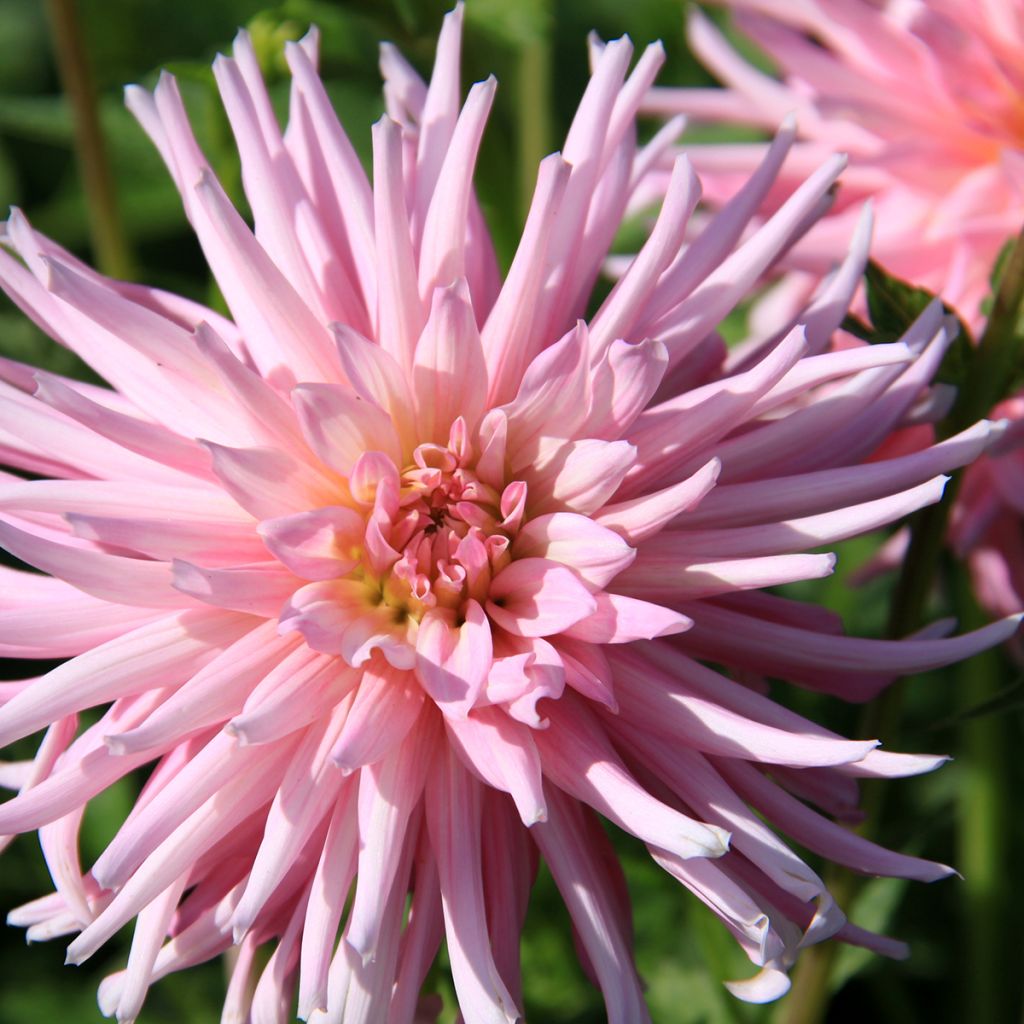 Kaktusdaalia Park Princess