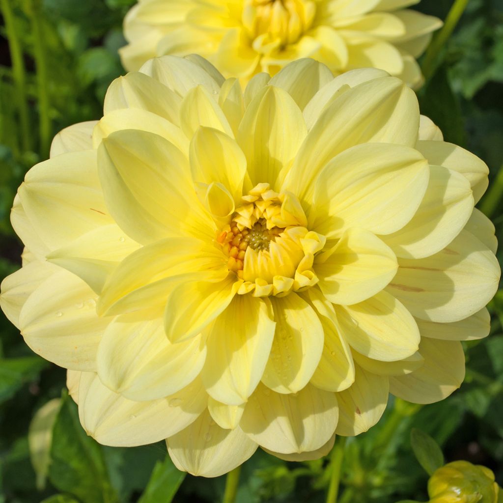 Kameliadaalia Glory of Heemstede