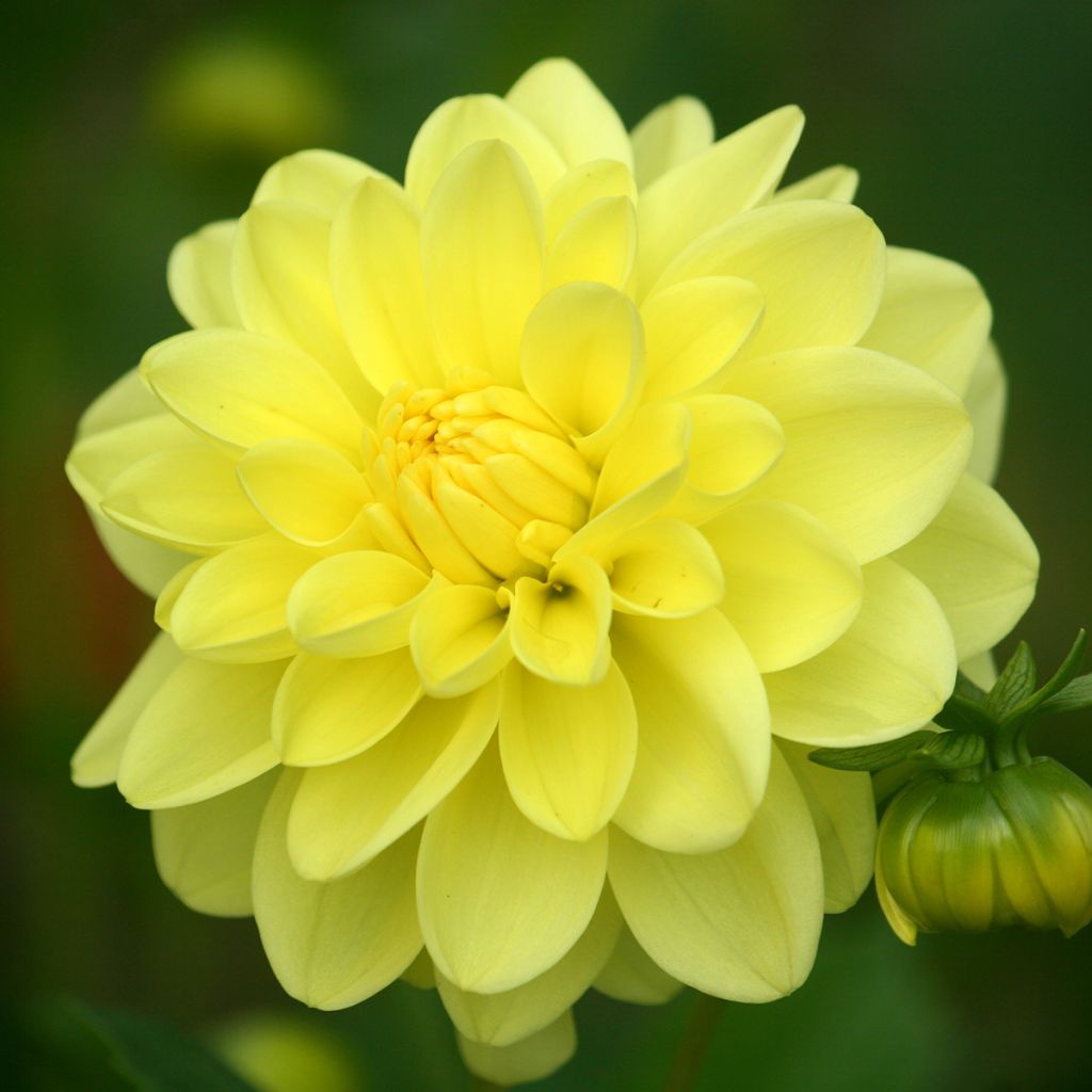 Kameliadaalia Glory of Heemstede