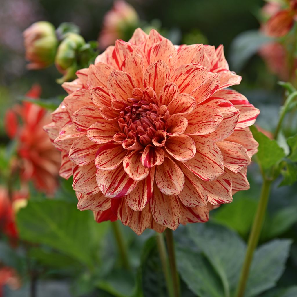 Kameliadaalia Nonette