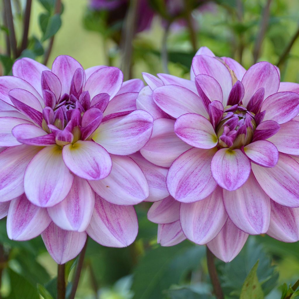 Kameliadaalia Seduction